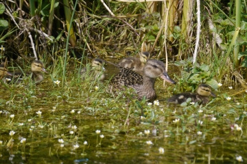Look out for Gadwall and other duck broods